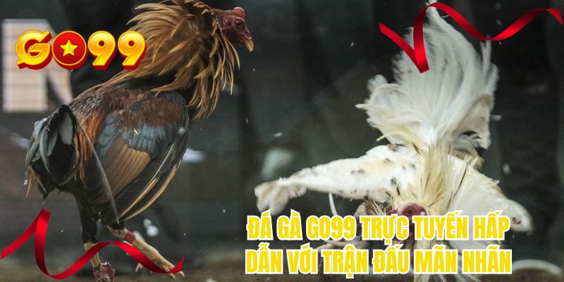 Đá gà GO99 trực tuyến hấp dẫn với trận đấu mãn nhãn