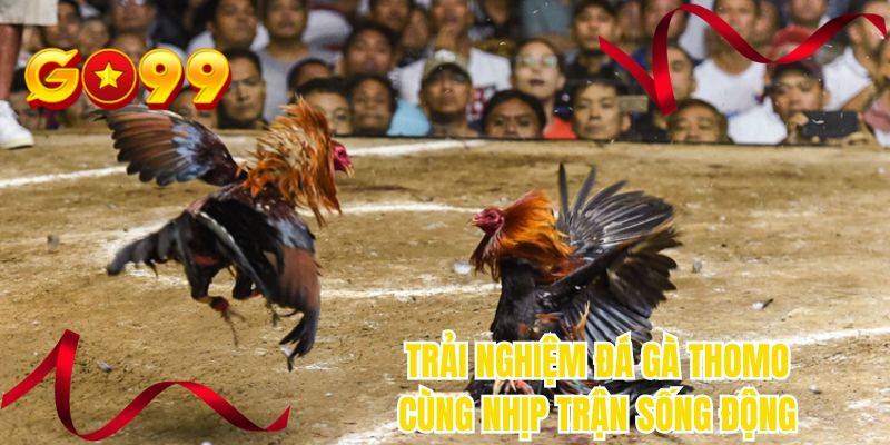 Trải nghiệm đá gà Thomo cùng nhịp trận sống động